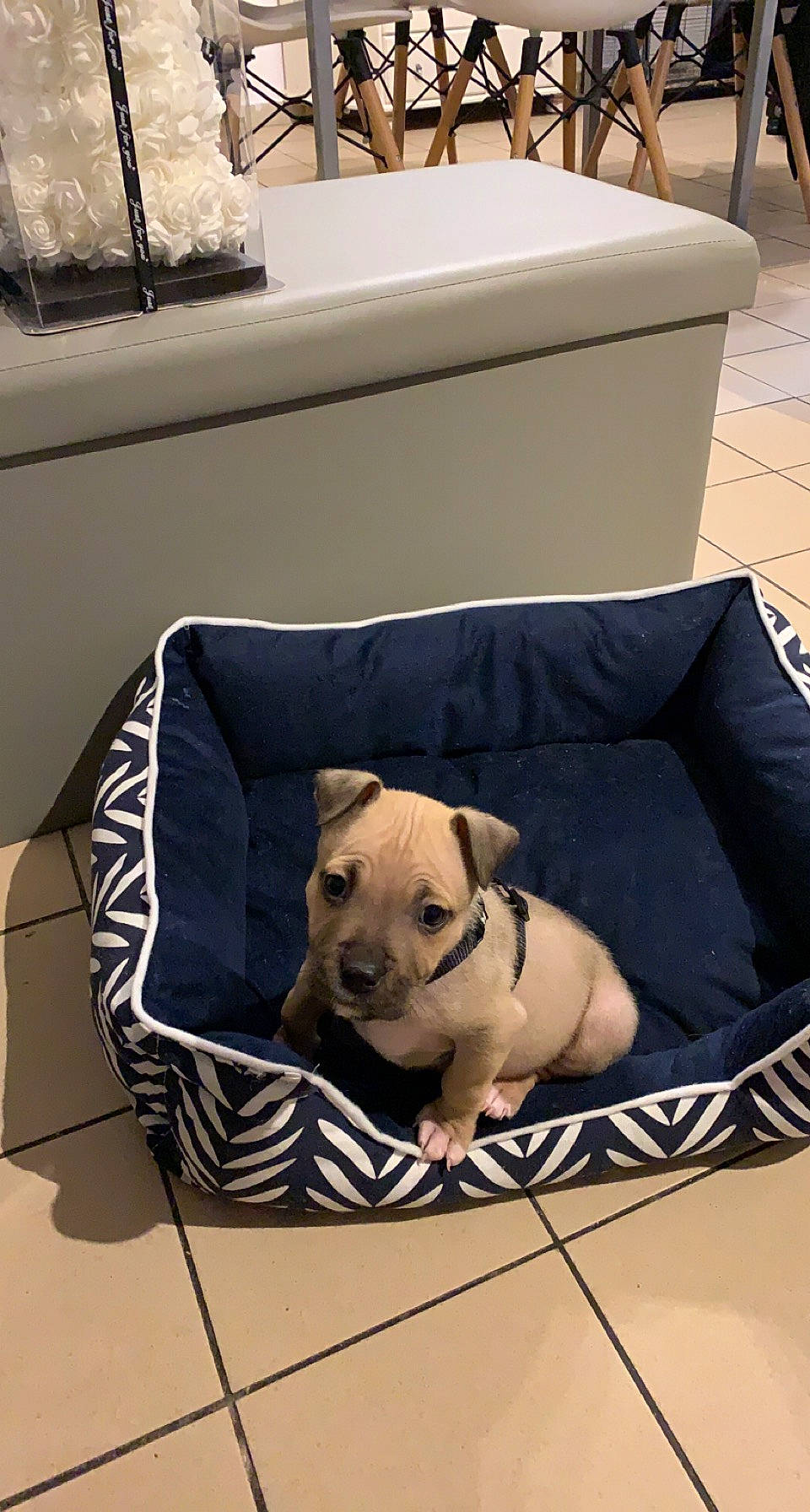 Héros a rejoint le concours — aidez-le/la à gagner de superbes lots ! box, canidae, carnivore, comfort, companion_dog, couch, dog, dog_breed, dog_supply, fawn, living_room, pet_supply, pillow, snout, sporting_group, throw_pillow, toy, toy_dog, white, working_animal