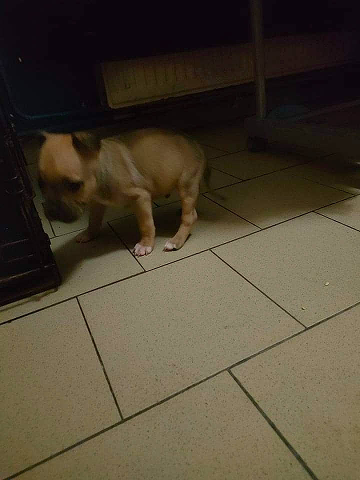 Héros a rejoint le concours — aidez-le/la à gagner de superbes lots ! canidae, carnivore, companion_dog, dog, dog_breed, fawn, felidae, floor, flooring, fur, hardwood, paw, pug, small_to_medium_sized_cats, snout, sporting_group, tail, tile_flooring, toy_dog, whiskers