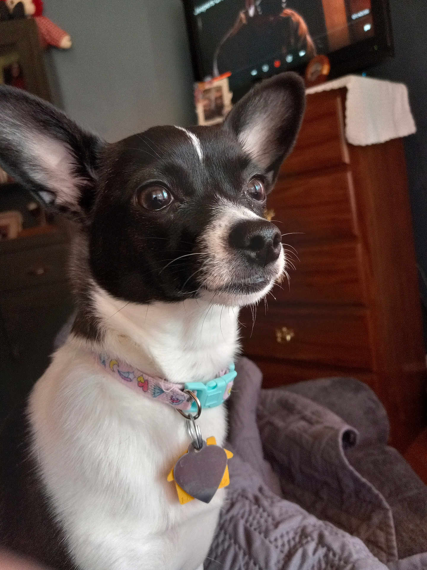 Daisy Mae is registered to the contest to win money with this photo: dog, black_and_white, collar, pet, indoor, ears, alert, cute, animal, portrait, furniture, blanket, tags, close_up, domestic_animal, brown, wooden_dresser, soft_lighting, companion, sitting