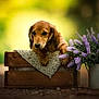 adorable, animal, blurred_background, brown_fur, crate, cute, dog, flowers, garden, knitted_blanket, nature, outdoor, pet, portrait, puppy, purple_flowers, small_dog, sunlight, watering_can, wooden_crate