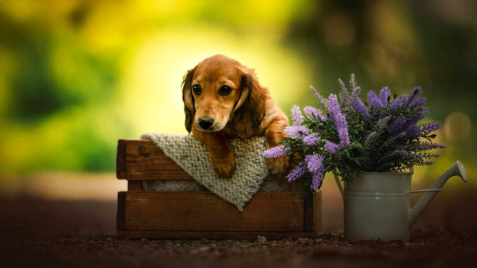 Vaiana a rejoint le concours — aidez-le/la à gagner de superbes lots ! puppy, dog, crate, wooden_crate, knitted_blanket, flowers, watering_can, purple_flowers, outdoor, garden, blurred_background, sunlight, nature, cute, pet, animal, portrait, brown_fur, small_dog, adorable