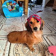 Vaiana participe au concours pour gagner de l'argent avec cette photo : brown, chair, children, cute, dachshund, dog, floor, fur, headband, indoor, knitted, living_room, looking, mosaic, pet, playful, puppy, sitting, tile, toy