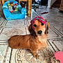 dachshund, puppy, dog, headband, floor, mosaic, tile, indoor, living_room, chair, children, toy, playful, pet, cute, brown, fur, looking, sitting, knitted