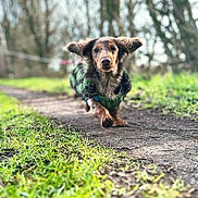 Tessie a rejoint le concours — aidez-le/la à gagner de superbes lots ! animal, brown_dog, canine, cute, daylight, dog, ears_flapping, energetic, focused, grass, green_sweater, mid_run, motion, nature, outdoor, path, pet, running, trees, walking_path