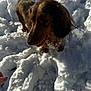 Tessie a rejoint le concours — aidez-le/la à gagner de superbes lots ! animal, brown, closeup, cold, curious, dachshund, dog, fur, hand, nature, outdoor, paw_prints, pet, playful, shadow, small_dog, snow, sunlight, wet_fur, winter