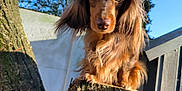 Tessie a rejoint le concours — aidez-le/la à gagner de superbes lots ! animal, blue_sky, brown, canine, cute, dachshund, daylight, dog, fur, garden, long_hair, looking, mammal, nature, outdoor, pet, portrait, small_dog, sunlight, tree_stump