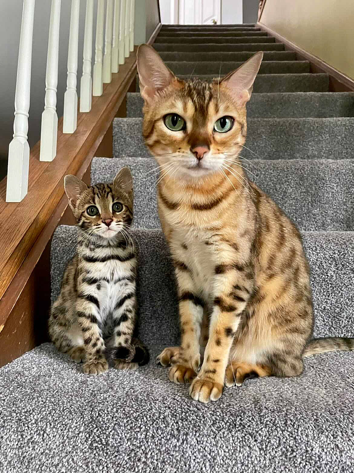 Tokyo is registered to the contest to win money with this photo: carnivore, cat, comfort, domestic_short_haired_cat, felidae, fence, fur, paw, picket_fence, sitting, small_to_medium_sized_cats, snout, tail, terrestrial_animal, whiskers