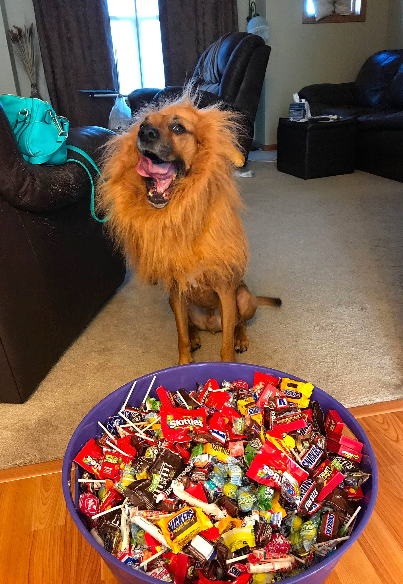 Tyson is registered to the contest to win money with this photo: art, cabinetry, candy, carnivore, companion_dog, dog, dog_breed, dog_supply, event, fawn, flooring, ingredient, junk_food, recipe, sporting_group, table, tableware, television, window, wood