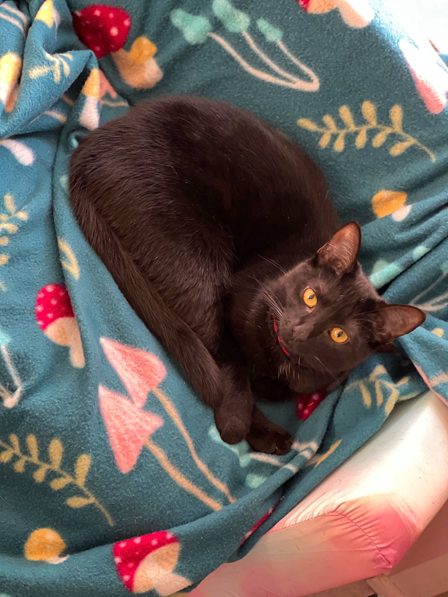 Eevee is registered to the contest to win money with this photo: bag, black_cat, bombay, carmine, carnivore, cat, cat_supply, comfort, domestic_short_haired_cat, felidae, fur, grey, linens, luggage_and_bags, pattern, plant, small_to_medium_sized_cats, tail, whiskers, woven_fabric