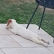 Aïka a rejoint le concours — aidez-le/la à gagner de superbes lots ! animal, backyard, black_grill, brown_ears, dog, grass, lying_down, nap, outdoor, patio, pet, puppy, quiet, relaxing, resting, side_view, summer, sunny, tiles, white_dog
