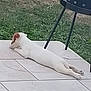 animal, backyard, black_grill, brown_ears, dog, grass, lying_down, nap, outdoor, patio, pet, puppy, quiet, relaxing, resting, side_view, summer, sunny, tiles, white_dog