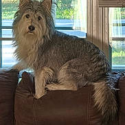 Benny joined the competition — help win amazing prizes! animal, blinds, brown, couch, daylight, dog, ears, face, fur, furniture, gray, home, indoor, looking, pet, relaxed, sitting, tail, white, window