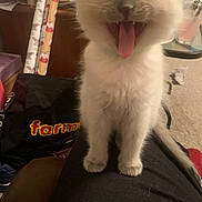 Eddy is registered to the contest to win money with this photo: carpet, cat, clutter, cute, domestic_animal, feline, fluffy, furniture, home, indoor, kitten, lap, pet, playful, smiling, tongue, tongue_out, whiskers, wrapping_paper, young_animal