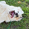 dog, fluffy, grass, outdoor, happy, tongue_out, playful, pet, canine, nature, animal, smiling, lying_down, fur, close_up, summer, greenery, cute, joyful, tongue