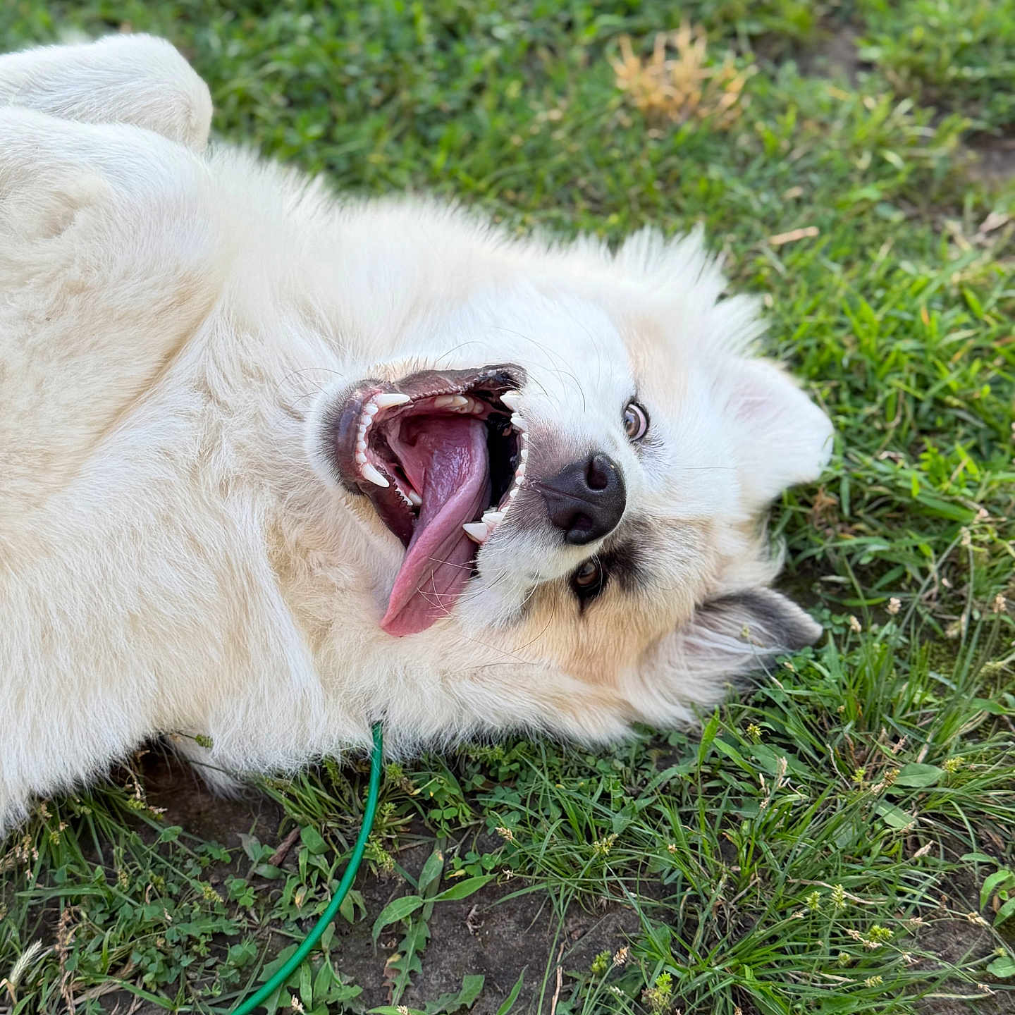 Bentley joined the competition — help win amazing prizes! dog, fluffy, grass, outdoor, happy, tongue_out, playful, pet, canine, nature, animal, smiling, lying_down, fur, close_up, summer, greenery, cute, joyful, tongue