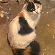 Tuna joined the competition — help win amazing prizes! cat, calico, fur, animal, pet, sitting, looking_up, curious, fluffy, tail, whiskers, ears, floor, indoor, feline, cute, domestic_animal, mammal, portrait, resting