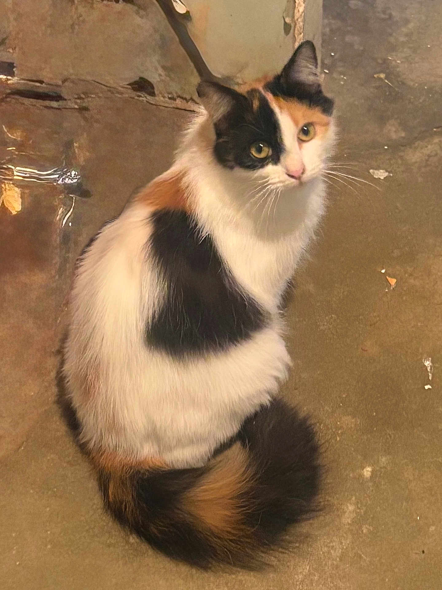 Tuna joined the competition — help win amazing prizes! cat, calico, fur, animal, pet, sitting, looking_up, curious, fluffy, tail, whiskers, ears, floor, indoor, feline, cute, domestic_animal, mammal, portrait, resting