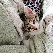 Canelle participe au concours pour gagner de l'argent avec cette photo : animal, blanket, cat, closeup, comfort, cozy, cute, ears, fur, indoors, kitten, pattern, pet, resting, sleepy, soft, tabby, texture, whiskers, young