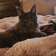 Caspian joined the competition — help win amazing prizes! cat, gray_cat, fluffy, pet, animal, indoor, bedroom, blanket, cozy, furniture, resting, cute, fur, ears, eyes, soft, relaxed, comfort, home, domestic