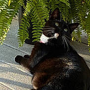 Happy joined the competition — help win amazing prizes! cat, black_and_white, outdoor, sunlight, ferns, plant, pet, relaxed, whiskers, greenery, nature, animal, fur, paw, curious, texture, shadow, daylight, mammal, domestic
