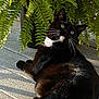 cat, black_and_white, outdoor, sunlight, ferns, plant, pet, relaxed, whiskers, greenery, nature, animal, fur, paw, curious, texture, shadow, daylight, mammal, domestic