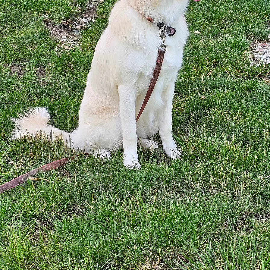 Jethro is registered to the contest to win money with this photo: accessories, animal, backyard, canine, dog, goldenretriever, grass, herbal, herbs, lawn, leash, nature, outdoors, pet, plant, puppy, strap, tree, vegetation, yard
