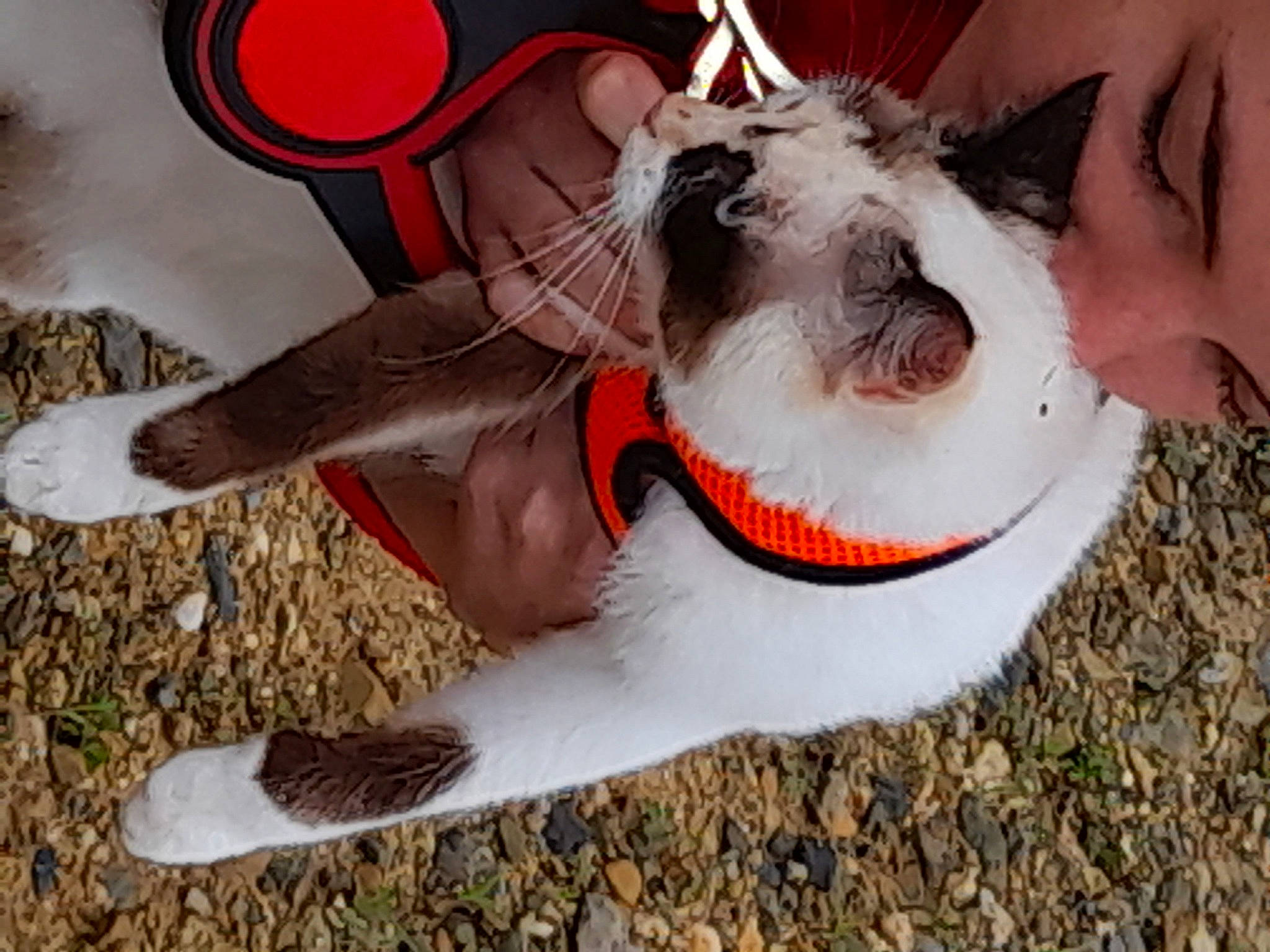 Reyna a rejoint le concours — aidez-le/la à gagner de superbes lots ! bow_tie, carnivore, collar, companion_dog, dog, dog_breed, dog_clothes, dog_collar, dog_supply, eyewear, fang, fawn, happy, leash, pet_supply, snout, sunglasses, vision_care, whiskers, working_animal