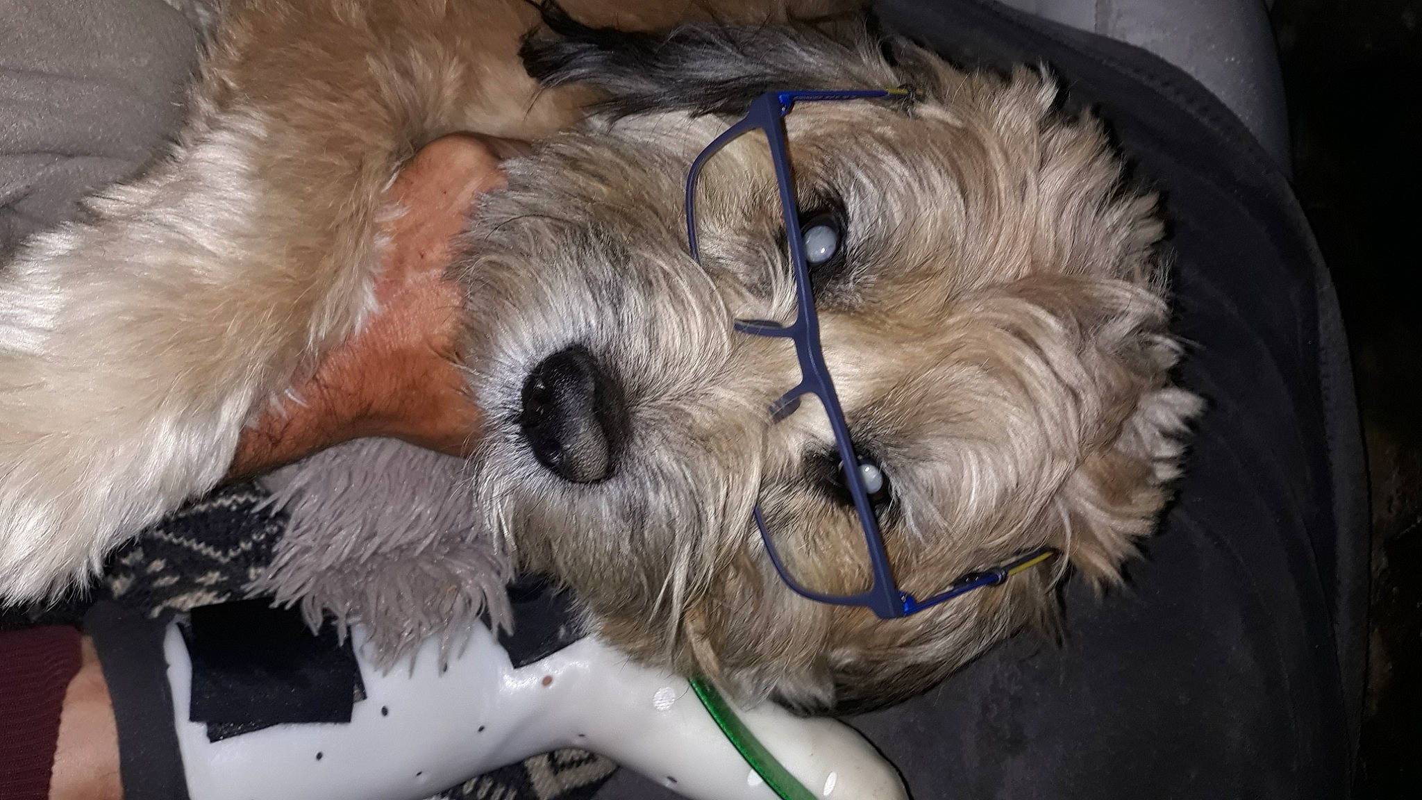 Zack a rejoint le concours — aidez-le/la à gagner de superbes lots ! canidae, carnivore, comfort, companion_dog, dog, dog_breed, dog_supply, fawn, fur, liver, paw, schnauzer, small_terrier, snout, sporting_group, stuffed_toy, terrier, toy_dog, whiskers, working_animal