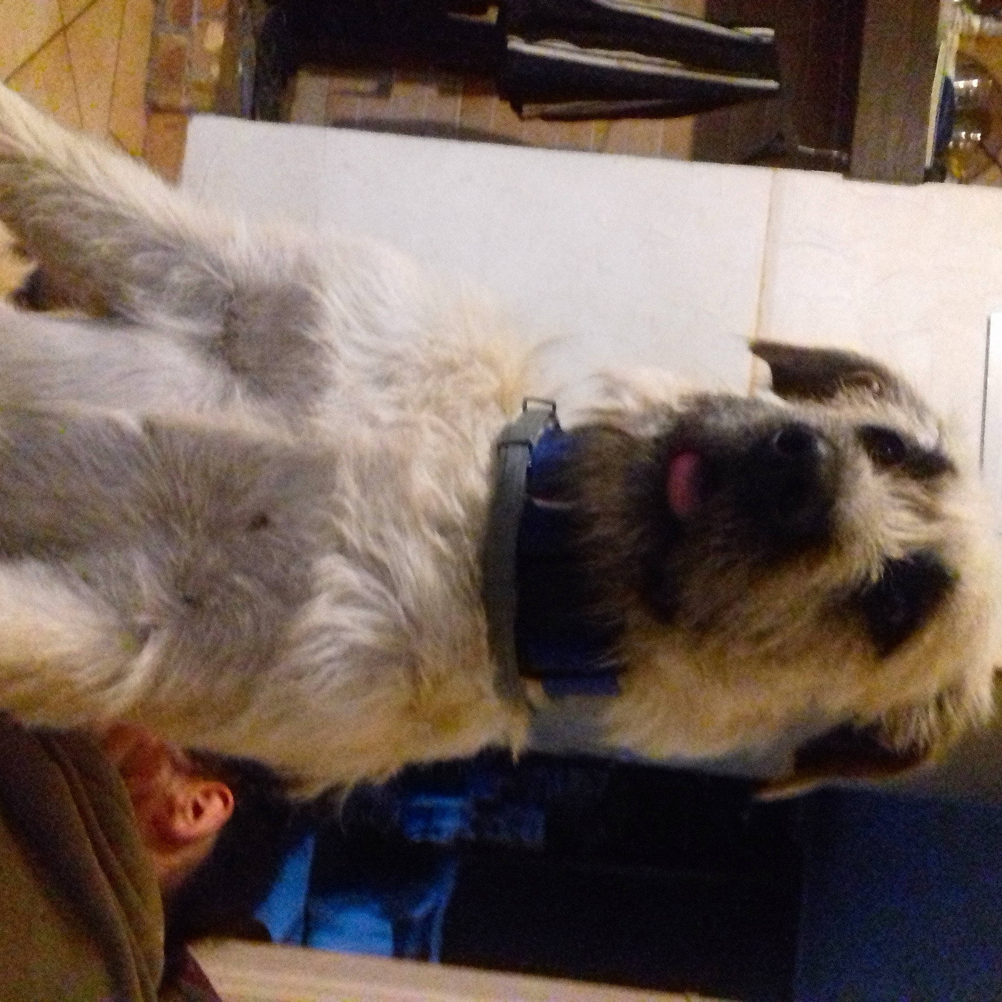 Bouly participe au concours pour gagner de l'argent avec cette photo : border_terrier, canidae, carnivore, collar, companion_dog, dog, dog_breed, fawn, felidae, fur, kitchen_utensil, paw, small_terrier, small_to_medium_sized_cats, snout, sporting_group, tail, terrier, whiskers, working_animal