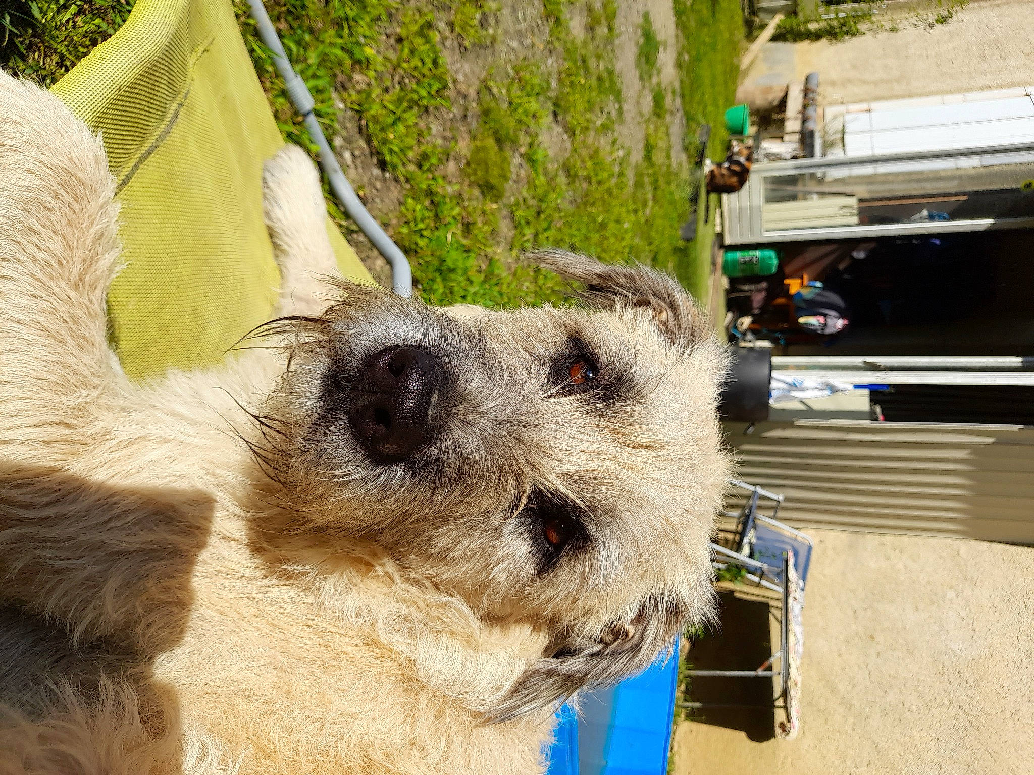 Bouly participe au concours pour gagner de l'argent avec cette photo : automotive_exterior, canidae, car, carnivore, claw, companion_dog, dog, dog_breed, dog_supply, fawn, fur, motor_vehicle, plant, sporting_group, terrestrial_animal, terrier, vehicle, wildlife, working_animal