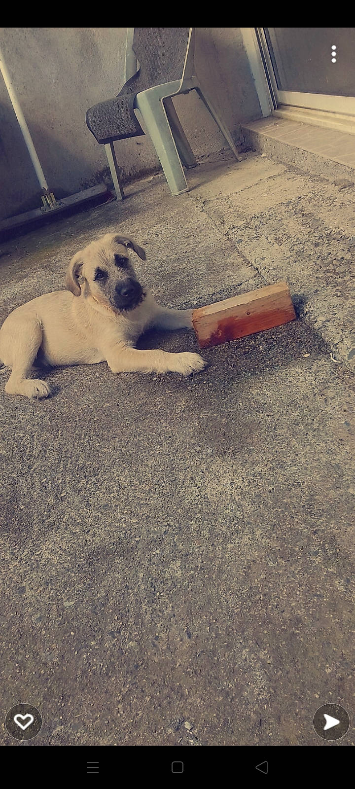 Bouly a rejoint le concours — aidez-le/la à gagner de superbes lots ! asphalt, carnivore, cloud, companion_dog, dog, dog_breed, fawn, floor, flooring, grass, meteorological_phenomenon, morning, road_surface, sidewalk, sky, soil, tail, tints_and_shades, toy_dog, wood