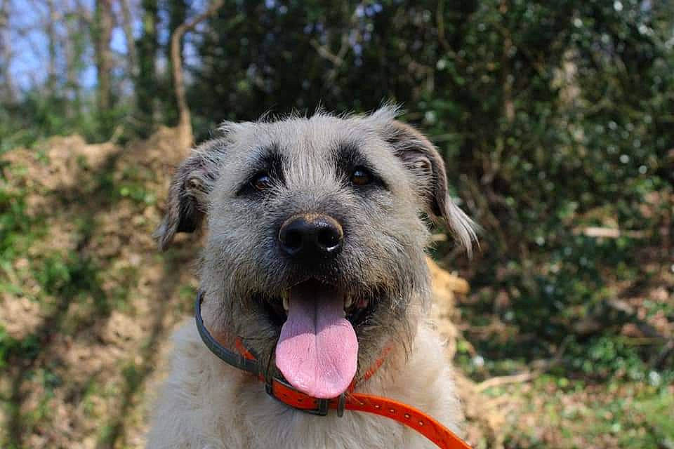 Bouly participe au concours pour gagner de l'argent avec cette photo : canidae, carnivore, collar, companion_dog, dog, dog_breed, event, fawn, fur, snout, sporting_group, terrestrial_animal, terrier, tree, wildlife, working_animal, working_dog