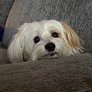 Kelli Rose is registered to the contest to win money with this photo: close_up, couch, cozy, cute, dog, eyes, floppy_ears, fur, home, indoor, looking_up, nose, pet, portrait, puppy, resting, small_dog, upholstery, whiskers, white_dog