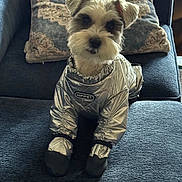 Sophie Lee is registered to the contest to win money with this photo: booties, coat, couch, cute, dog, eyes, fur, indoor, jacket, living_room, patterned_pillow, pet, pillow, portrait, puppy, silver_jacket, sitting, small_dog, sofa, whiskers