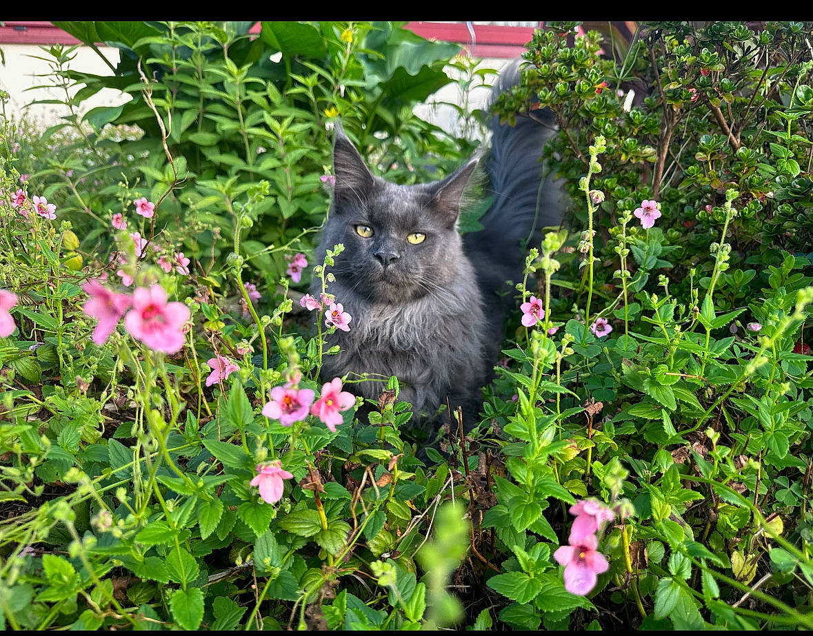 Lewis a rejoint le concours — aidez-le/la à gagner de superbes lots ! annual_plant, art, carnivore, cat, domestic_short_haired_cat, fawn, felidae, flower, flowering_plant, garden, grass, groundcover, herbaceous_plant, petal, plant, shrub, small_to_medium_sized_cats, subshrub, terrestrial_plant, whiskers