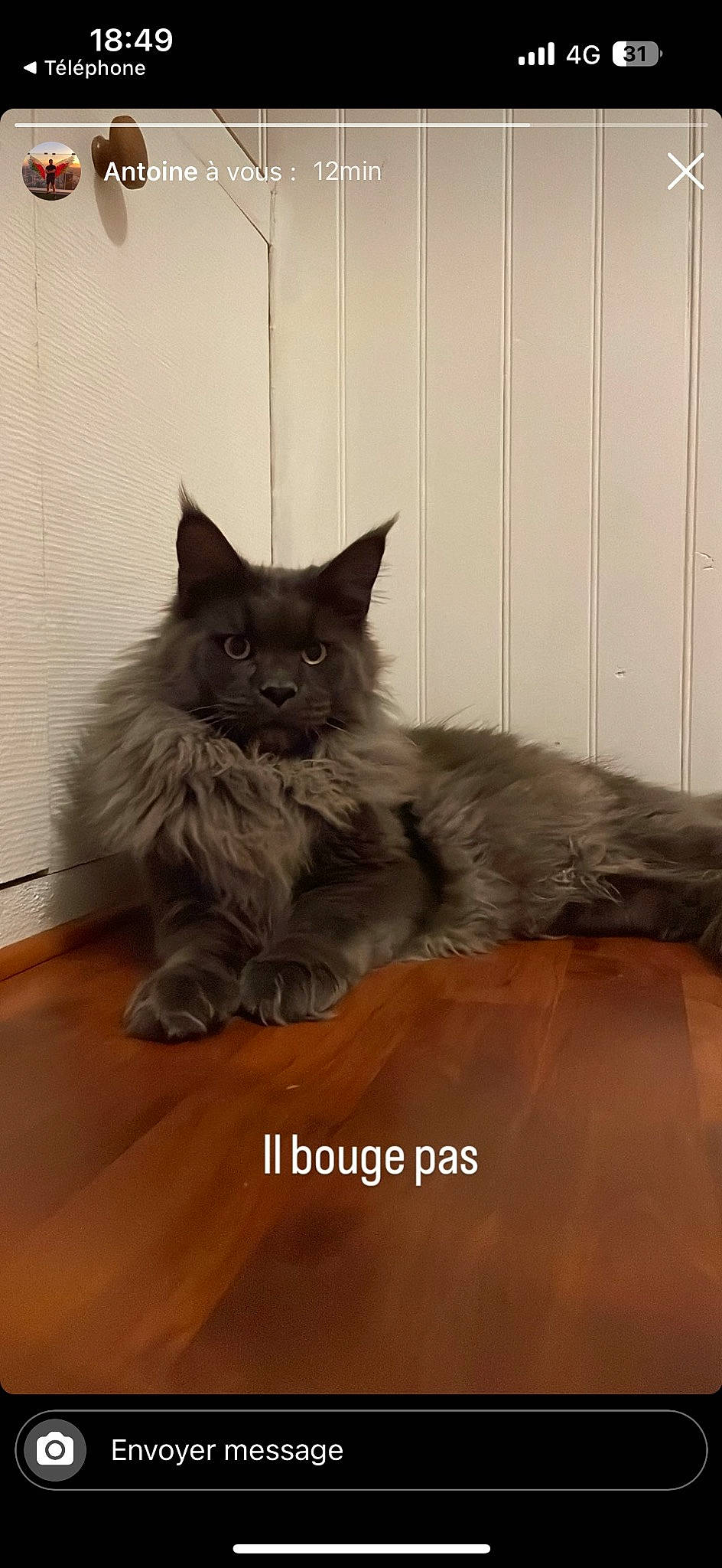 Lewis a rejoint le concours — aidez-le/la à gagner de superbes lots ! british_longhair, carnivore, cat, comfort, fawn, felidae, flooring, fur, grey, hardwood, paw, persian, ragdoll, sitting, small_to_medium_sized_cats, snout, tail, terrestrial_animal, whiskers, wood