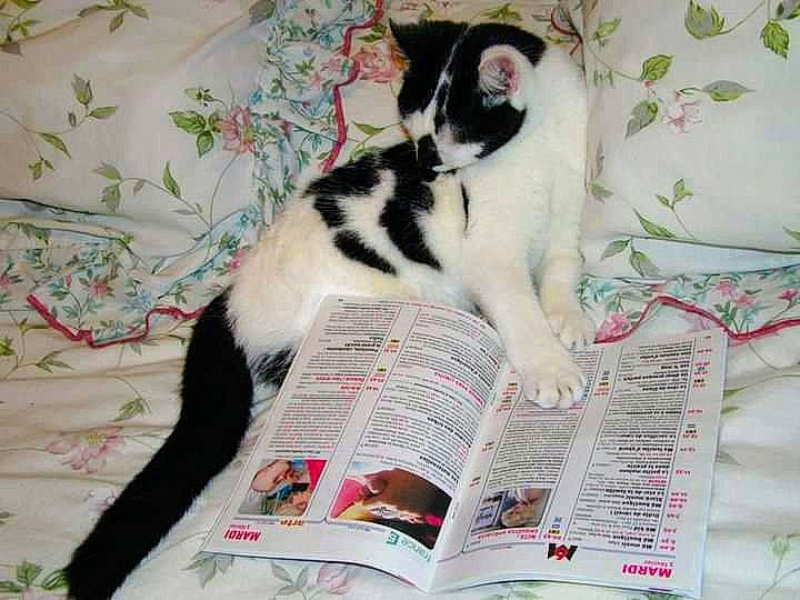 Leela a rejoint le concours — aidez-le/la à gagner de superbes lots ! book, carnivore, cat, comfort, domestic_short_haired_cat, felidae, foot, formal_wear, fur, human_leg, linens, nap, pattern, paw, publication, small_to_medium_sized_cats, tail, textile, thigh, whiskers