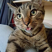 Nitro a rejoint le concours — aidez-le/la à gagner de superbes lots ! animal, bell, cat, close_up, collar, curious, cute, face, feline, fur, green_eyes, indoor, mammal, pet, portrait, relaxed, striped, tabby, tongue_out, whiskers