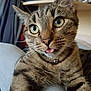 animal, bell, cat, close_up, collar, curious, cute, face, feline, fur, green_eyes, indoor, mammal, pet, portrait, relaxed, striped, tabby, tongue_out, whiskers