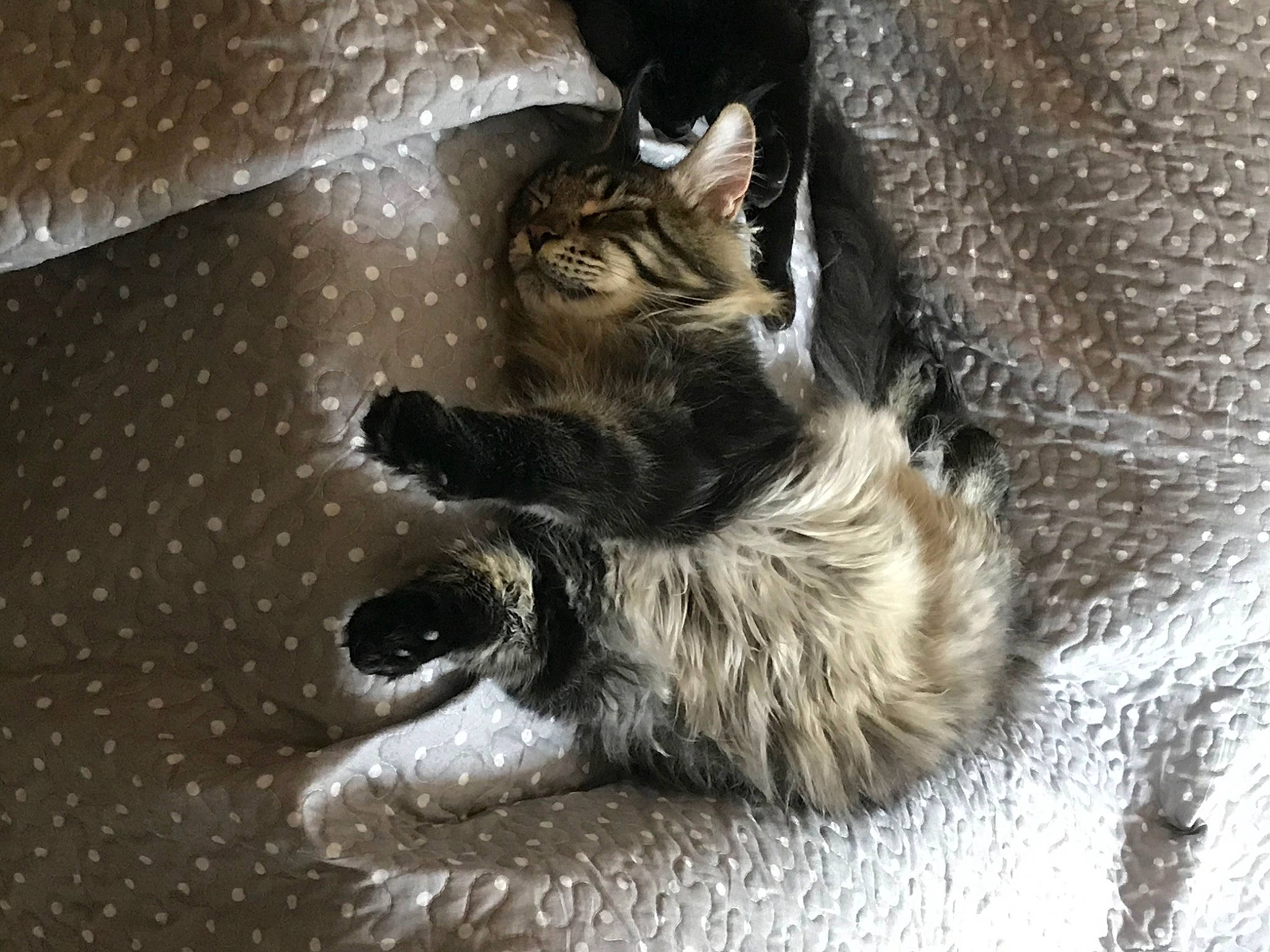 Lee-sin participe au concours pour gagner de l'argent avec cette photo : carnivore, cat, claw, domestic_long_haired_cat, domestic_short_haired_cat, dragon_li, european_shorthair, fawn, felidae, fur, kitten, norwegian_forest_cat, paw, polydactyl_cat, small_to_medium_sized_cats, snout, tabby_cat, tail, whiskers