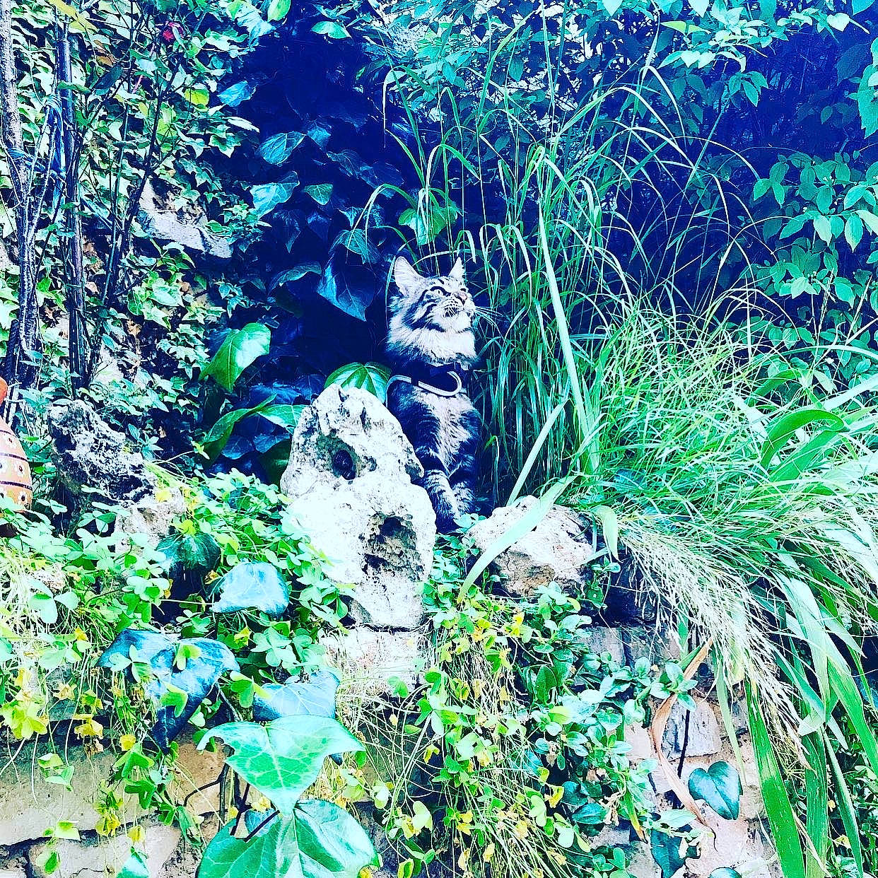 Lee-sin a rejoint le concours — aidez-le/la à gagner de superbes lots ! art, forest, green, jungle, leaf, natural_environment, old_growth_forest, plant, rainforest, rock, tree, trunk, woodland