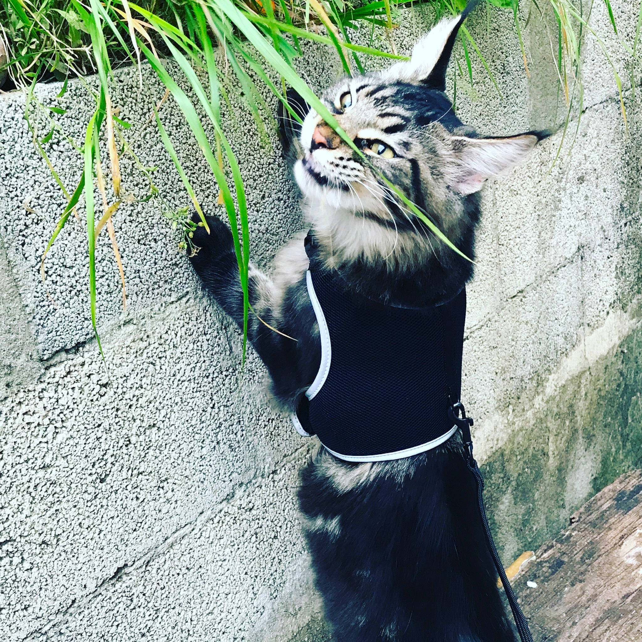 Lee-sin a rejoint le concours — aidez-le/la à gagner de superbes lots ! asian, carnivore, cat, domestic_short_haired_cat, facial_expression, felidae, grass, green, organism, photography, plant, small_to_medium_sized_cats, snapshot, snout, sunlight, tabby_cat, tail, tree, whiskers, wild_cat