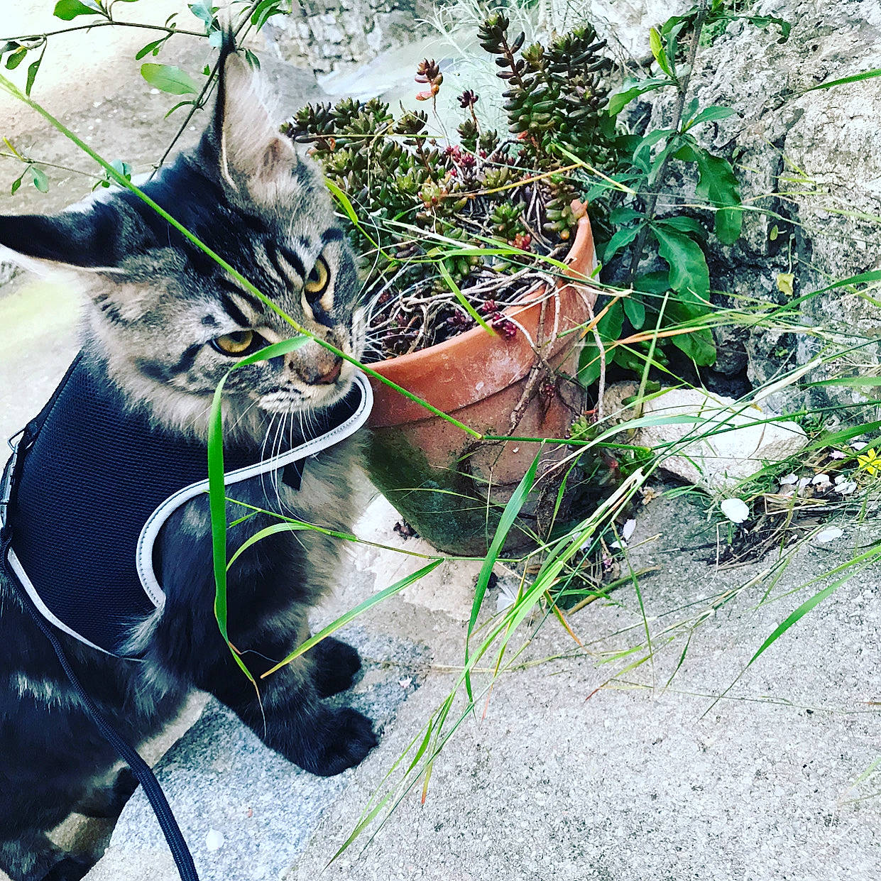 Lee-sin a rejoint le concours — aidez-le/la à gagner de superbes lots ! aegean_cat, asian, carnivore, cat, domestic_short_haired_cat, european_shorthair, felidae, grass, green, kitten, organism, plant, small_to_medium_sized_cats, snapshot, snout, tabby_cat, tail, tree, whiskers, wildlife