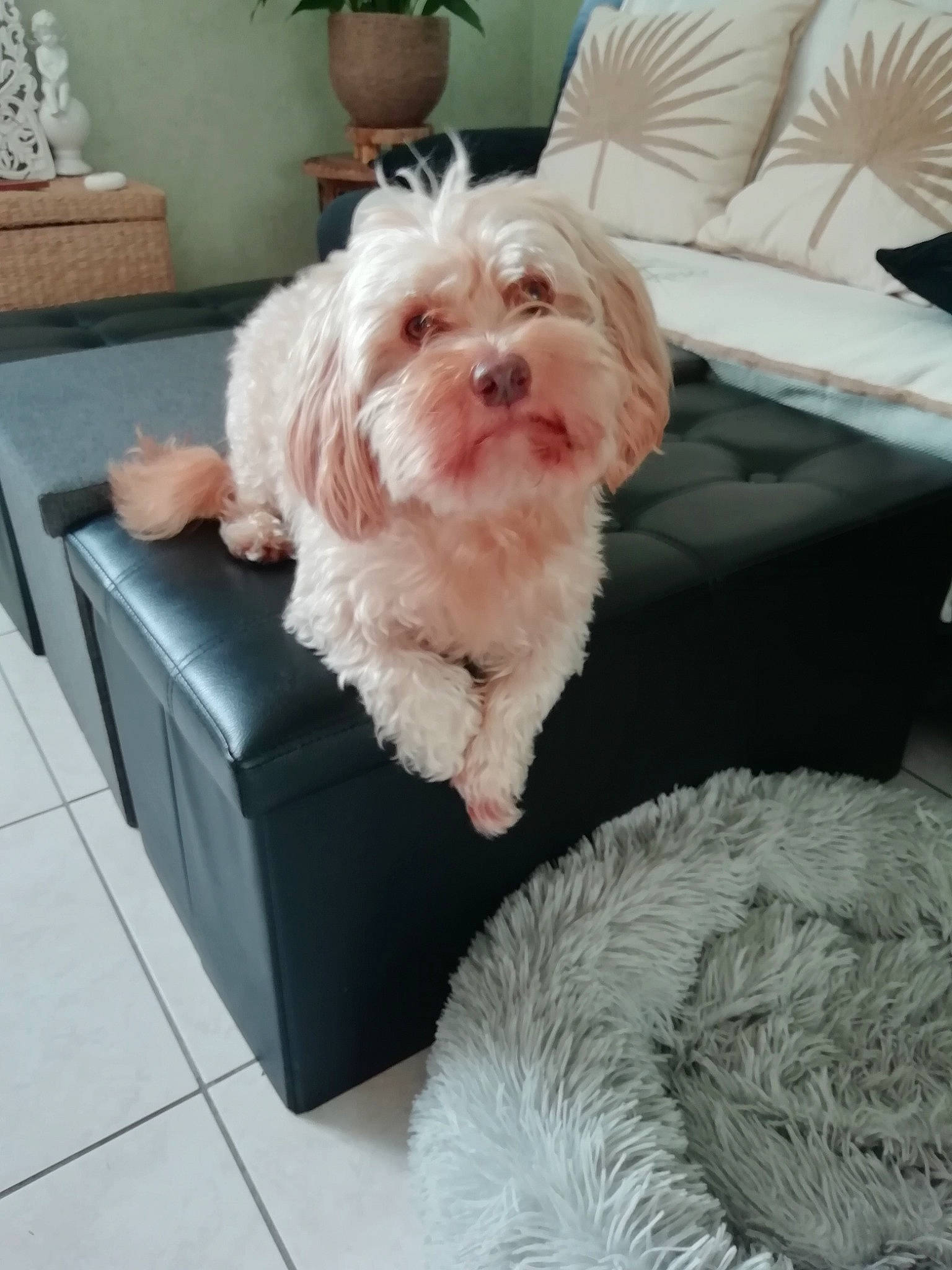 Lord participe au concours pour gagner de l'argent avec cette photo : canidae, carnivore, comfort, companion_dog, couch, dog, dog_breed, dog_supply, flooring, flowerpot, fur, houseplant, maltepoo, plant, room, small_terrier, sporting_group, terrier, toy_dog, working_animal