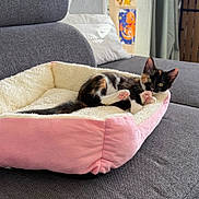 Plume participe au concours pour gagner de l'argent avec cette photo : animal, calico_cat, cartoon, comfort, cozy, cream, curious, ears, feline, fur, gray_couch, home, indoor, kitten, paw_pads, pet_bed, pink, poster, relaxed, whiskers