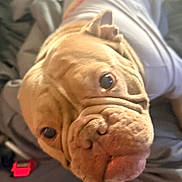 Princess Frog joined the competition — help win amazing prizes! dog, bulldog, close_up, wrinkles, face, pet, canine, white_shirt, rainbow_stripe, bed, blanket, indoor, comfort, cute, animal, fur, ears, nose, tongue, portrait