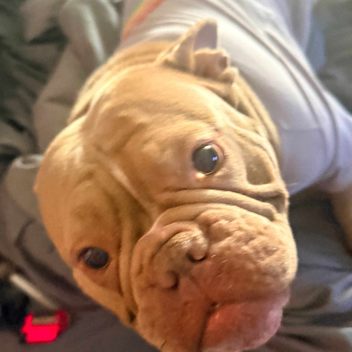 Princess Frog joined the competition — help win amazing prizes! dog, bulldog, close_up, wrinkles, face, pet, canine, white_shirt, rainbow_stripe, bed, blanket, indoor, comfort, cute, animal, fur, ears, nose, tongue, portrait