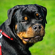 Viking participe au concours pour gagner de l'argent avec cette photo : animal, black, brown, canine, close_up, collar, daylight, dog, ears, fur, grass, leash, muzzle, nature, outdoor, pet, portrait, rottweiler, snout, watchful