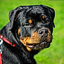 animal, black, brown, canine, close_up, collar, daylight, dog, ears, fur, grass, leash, muzzle, nature, outdoor, pet, portrait, rottweiler, snout, watchful