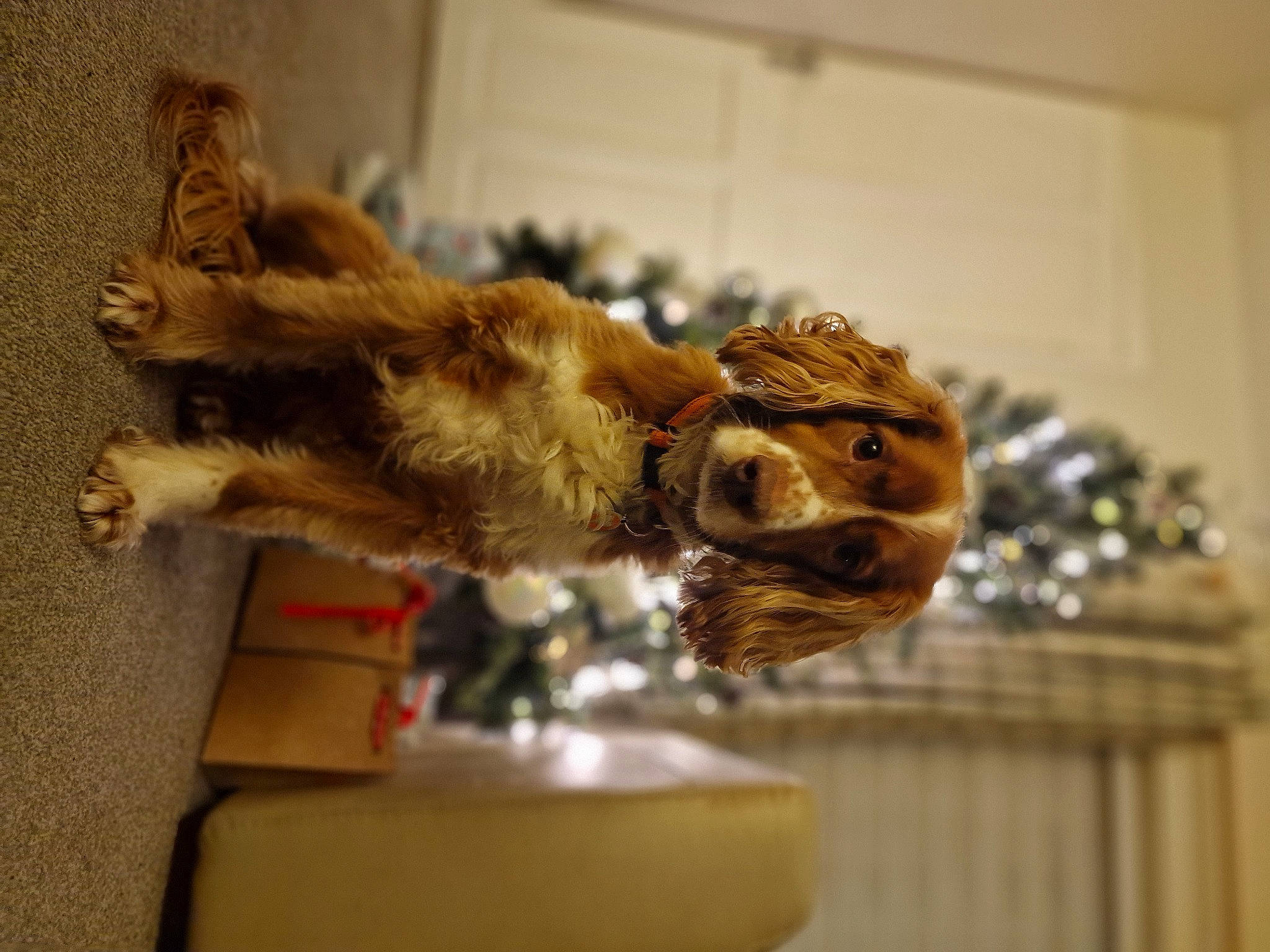 Doug is registered to the contest to win money with this photo: art, big_cats, claw, companion_dog, dog_breed, domestic_short_haired_cat, fawn, felidae, fur, metal, paw, room, small_to_medium_sized_cats, tail, terrestrial_animal, whiskers, wood